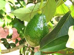 avocado02.jpg